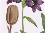 [rycina, ok. 1880] Fritillaria Kamtschatcensis [Szachownica kamczacka]