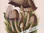 Pilze der Heimat. Eine Auswahl der verbreitetsten eßbaren, ungenießbaren und giftigen Pilze unserer Wälder und Fluren in Wort und Bild, t. I-II