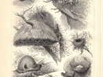 [ryciny, 1897] Nester I-II. [gniazda ptaków]