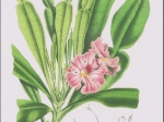 [rycina, ok. 1846] Phyllarthron Bojerianum DC, Madagascar