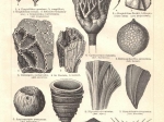 [rycina, 1897] Silurische und kambrische Formation I.-II. [fauna syluru i kambru]
