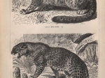 [rycina, 1896] Pantherkatzen I.-II. [dzikie koty]