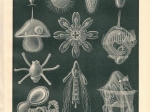 [ryciny, 1897] Meereslarven I-II [drobna fauna morska]