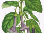 [rycina, ok. 1856] Iochroma Warscewiczii [Datura - Szafirowe Trąby Anielskie]