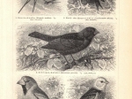 [ryciny, 1897] Sperlingsvogel I, II, III ,IV [ptaki wróblowe]