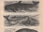 [rycina, 1897] Wale I.-II. [walenie]
