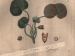 [rycina, 1821] Asarum europaeum. Haselwurzel [kopytnik pospolity]
