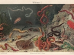[ryciny, 1908] Würmer I-II. [robaki, Vermes]