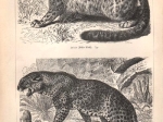 [rycina, 1896] Pantherkatzen I.-II. [dzikie koty]