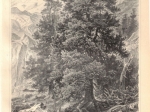 [rycina, ok. 1895] Arve oder Zirbelkiefer (Pinus Cembra L.) I-II [sosna]