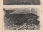 [rycina, 1897] Wale I.-II. [walenie]