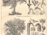 [ryciny, 1902] Laubholzer: I-VI [drzewa liściaste]
