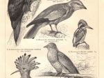 [rycina, 1896] Kletternvogel I.-II.  [dzięciołowate]