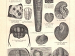 [rycina, 1897] Silurische und kambrische Formation I.-II. [fauna syluru i kambru]