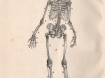Rauber's Lehrbuch der Anatomie