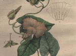[rycina, 1821] Calystegia sepium. Zaunwinde [Kielisznik zaroślowy]