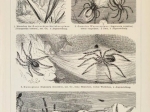 [ryciny, 1897]  Spinnentiere I-II. [pająkowate]