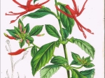 [rycina, ok. 1854] Semeiandra Grandiflora