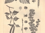 [rycina, 1897] Birke I-II [Brzoza]