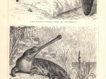 [rycina, 1896] Krokodile I-II  [krokodyle]