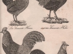 Die Naturgeschichte in getreuen Abbildungen und mit ausfugrlischer Beschreibung derselben. Vogel