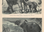 [rycina, 1898] Elefanten. [słonie]