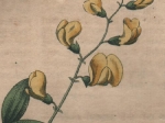 [rycina, 1821] Lathyrus pratensis. Honigwicke  [groszek łąkowy]