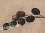 [rycina, 1821] Prunus padus. Alh oder Trauben Kirsche [Czeremcha zwyczajna]