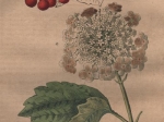 [rycina, 1821] Viburnum opulus. Kalinkebeeren [kalina koralowa]