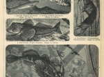 [ryciny, 1902] Fische I-VIIII. [ryby]
