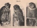 [ryciny, 1895] Eulen I. Eulen II. [Sowy]