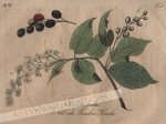 [rycina, 1821] Prunus padus. Alh oder Trauben Kirsche [Czeremcha zwyczajna]