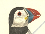[rycina, 1771-78] The Puffin. Alca Arctica. Puffinus Anglorum. Der Seepapagey [Maskonur]