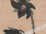 [rycina, 1821] Borago officinalis. Boretsch [ogórecznik lekarski]