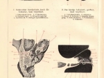 [rycina, 1902] Das Gehororgan des Menschen. I. Das Gehororgan des Menschen. II.