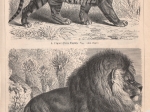 [rycina, 1897]  Katzen [Kotowate]:1. Tiger (Felis Tigris) [Tygrys bengalski] 2. Kaplowe (Felis Leo capensis) [Lew]