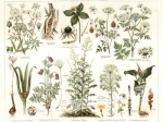 [ryciny, 1896] Giftpflanzen I. Giftpflanzen II. (Die Beschreibung der Pflanzen siehe unter den lateinischen Gattungsnamen). [rośliny trujące]