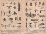 [rycina, 1898] Insekten I.-IV. [Owady]