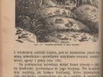 Z dziedziny przyrody i przemysłu. Pogadanki z młodemi przyjaciółmi