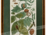 [rycina, 1737-1745] [Orzech włoski] a. Nux Avellana Americana sive Ben magnum purgatrix b.Nux Juglans, Noyer c. Nux Juglans fructu maximo