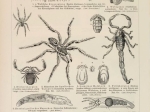 [ryciny, 1897]  Spinnentiere I-II. [pająkowate]