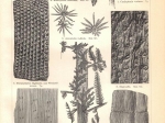 [ryciny, 1897] Steinkohlenformation I.-II. [skamieniałości z epoki karbonu]