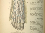 Traité d’Anatomie topographique avec applications medico-chirurgicales. Tom I-II